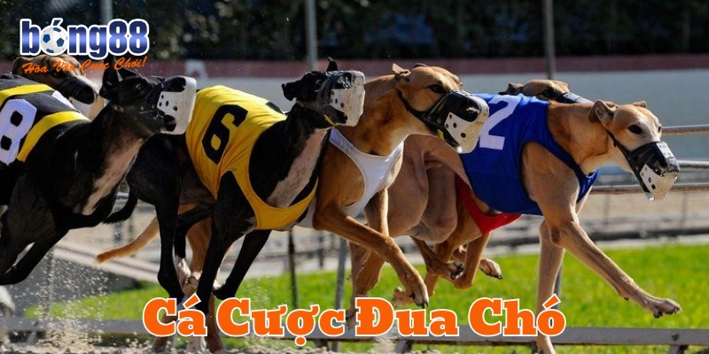 Định nghĩa Cá Cược Đua Chó
